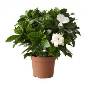 plante-de-casa plante de casa