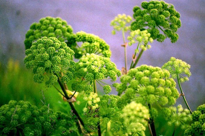 stimularea-fertilitatii