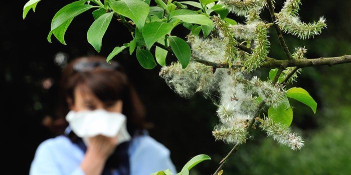 medicina alopata VS medicina homeopata