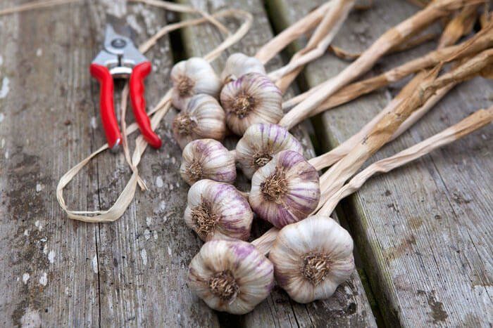 remedii naturale pentru dureri in gat