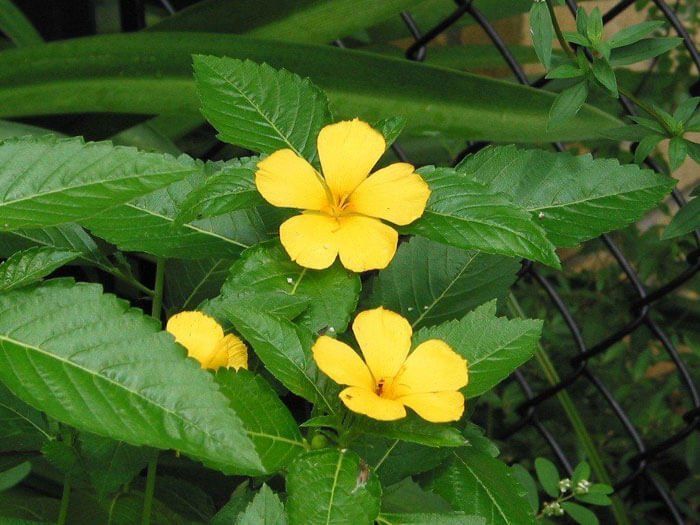 tincturile din plante