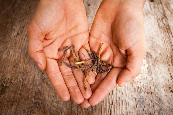 tincturile din plante