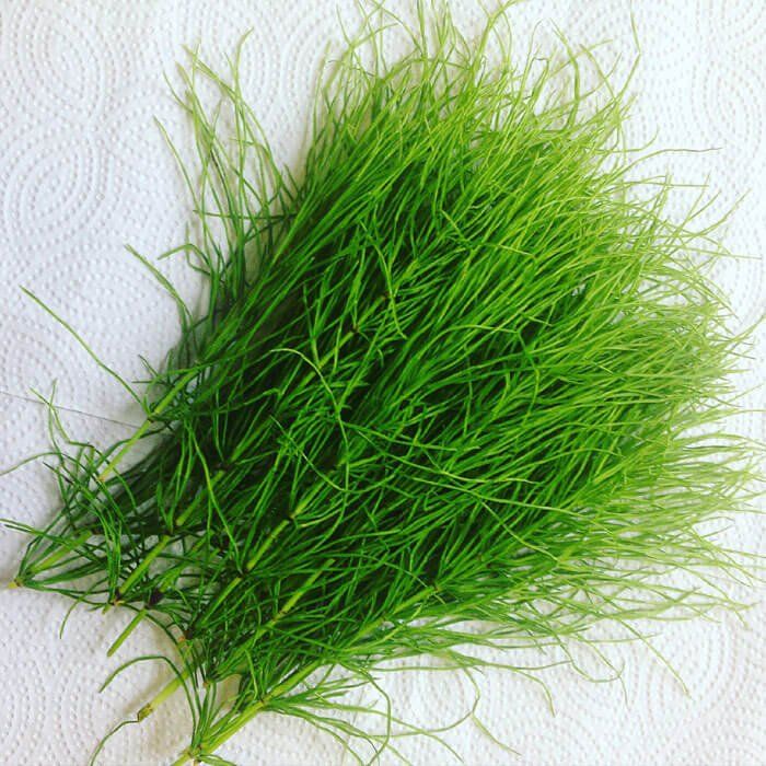 tincturile din plante