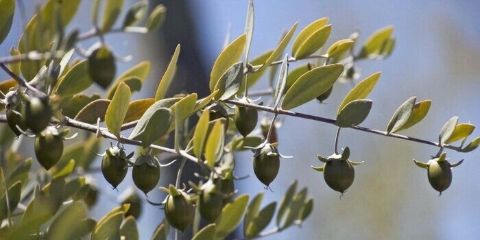 Ce uleiuri cosmetice sa folosim impotriva imbatranirii pielii? 2