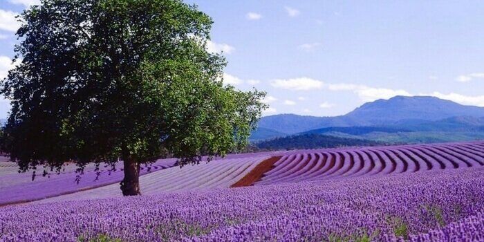 Ce uleiuri cosmetice sa folosim impotriva imbatranirii pielii? 4