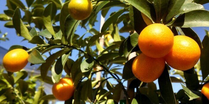 Citrice mai putin obisnuite si utilizarile lor 2