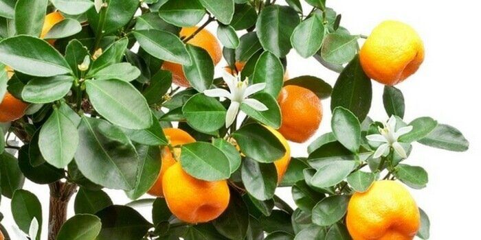 Citrice mai putin obisnuite si utilizarile lor 3