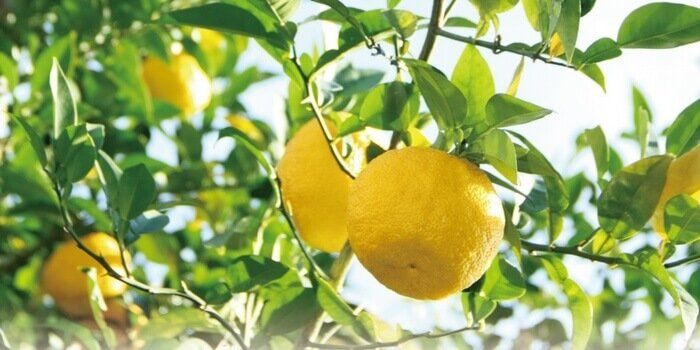 Citrice mai putin obisnuite si utilizarile lor 4