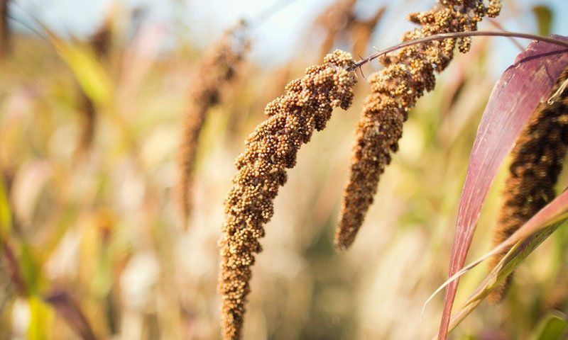 Cele mai ciudate 13 alimente super-sanatoase