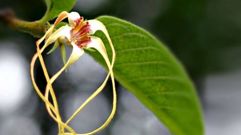 Strophanthus