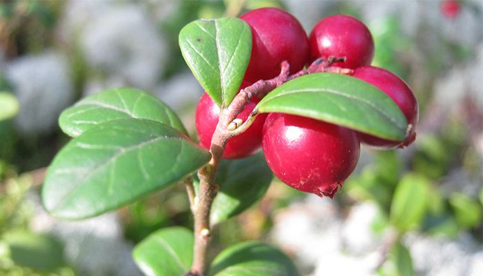 Merisoarele: super-fructele antioxidante care combat inflamatiile 11