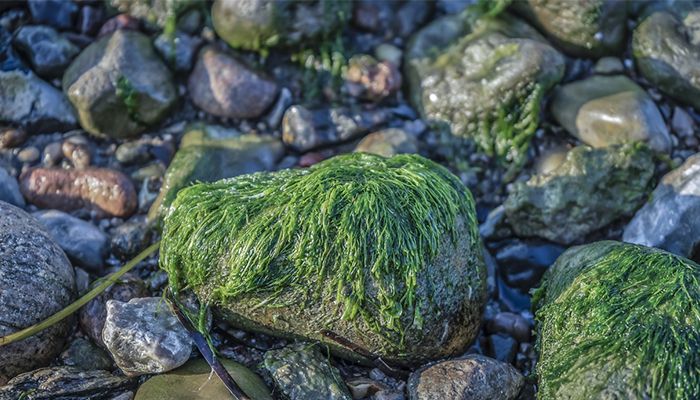 Cele mai ciudate 13 alimente super-sanatoase 6