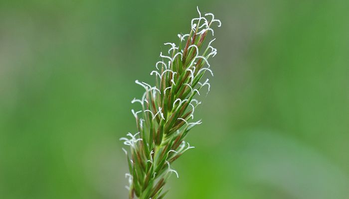 Cele mai ciudate 13 alimente super-sanatoase 1