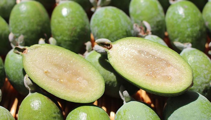 Cum se utilizează frunzele de guava pentru pierderea în greutate