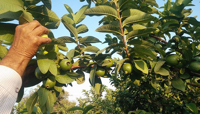 Guava: 14 beneficii esentiale pentru sanatate 6