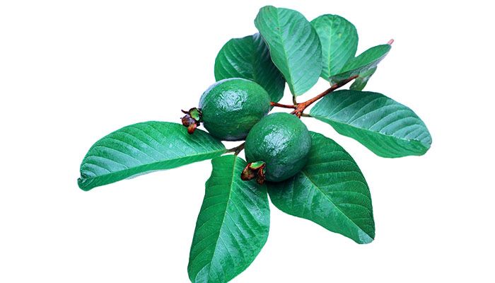 Guava: 14 beneficii esentiale pentru sanatate 2