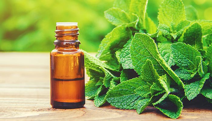 7 trucuri pentru a tine daunatorii la distanta de casa in vara aceasta 1