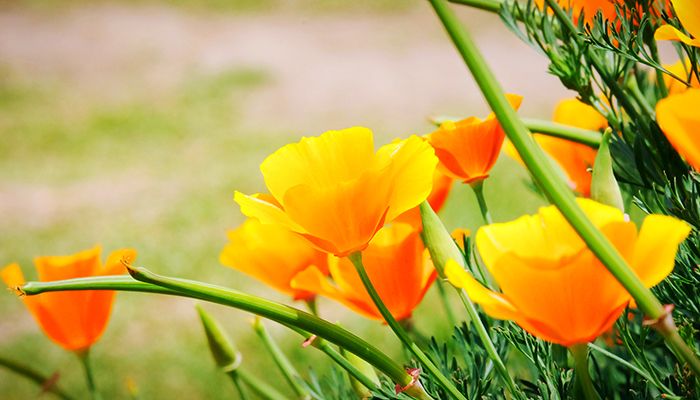 Top 10 plante ideale pentru relaxare 3