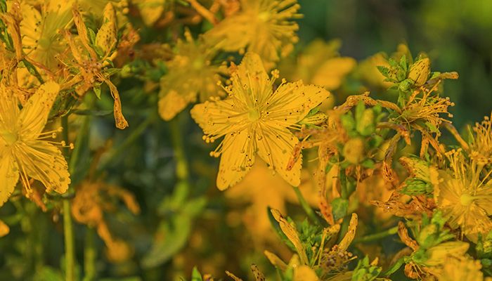 Top 10 plante ideale pentru relaxare 7