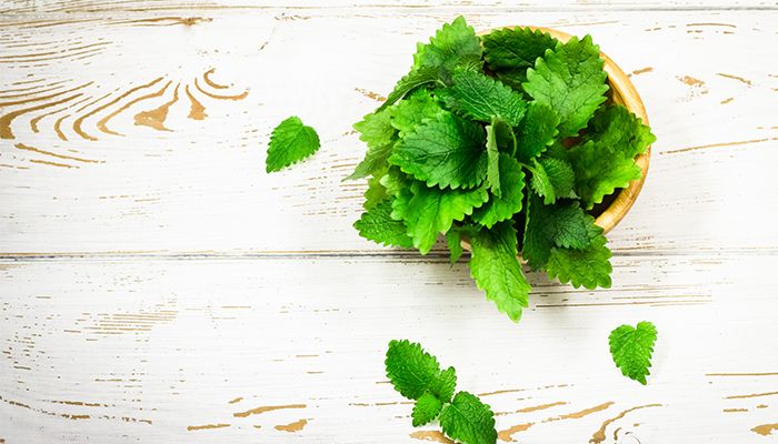 Top 10 plante ideale pentru relaxare 5