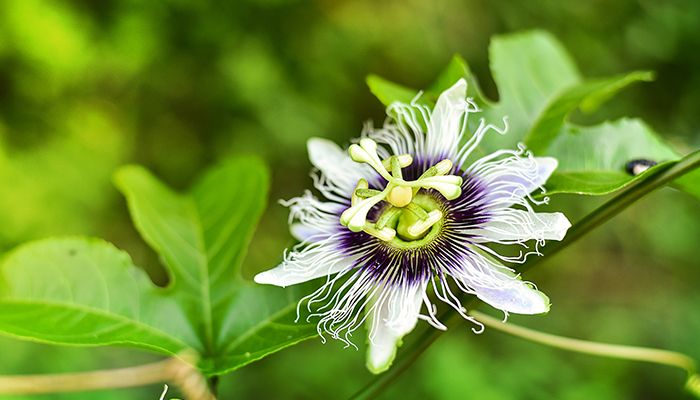 Top 10 plante ideale pentru relaxare 2