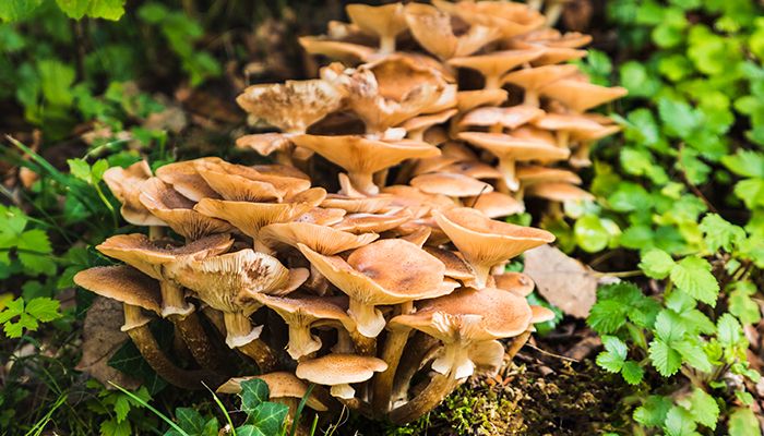 Cum au devenit banalele ciuperci vedetele nutritiei? 2
