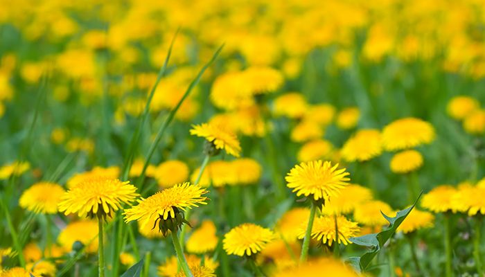 Papadia beneficii utilizari masuri de precautie