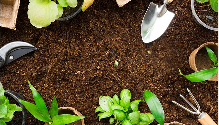 Remedii naturale din gradina 8