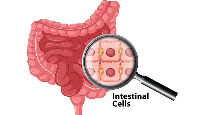 Legatura dintre un intestin sanatos si un sistem imunitar sanatos 2