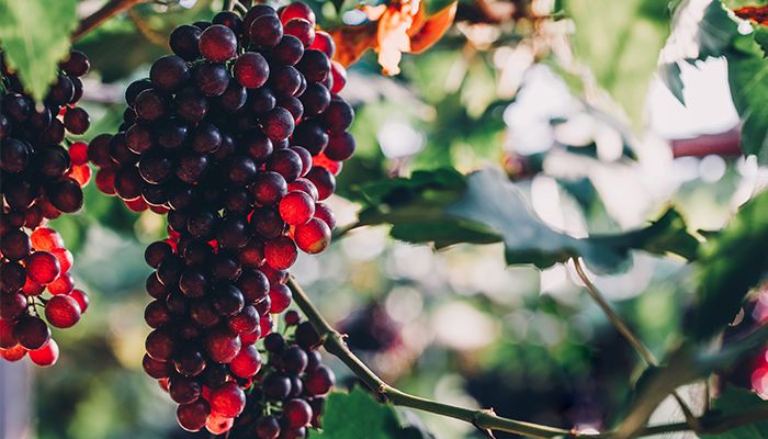 10 remedii naturale pentru ameliorarea psoriazisului 4