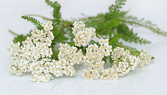 Coada soricelului – nu doar o planta ce trateaza rani