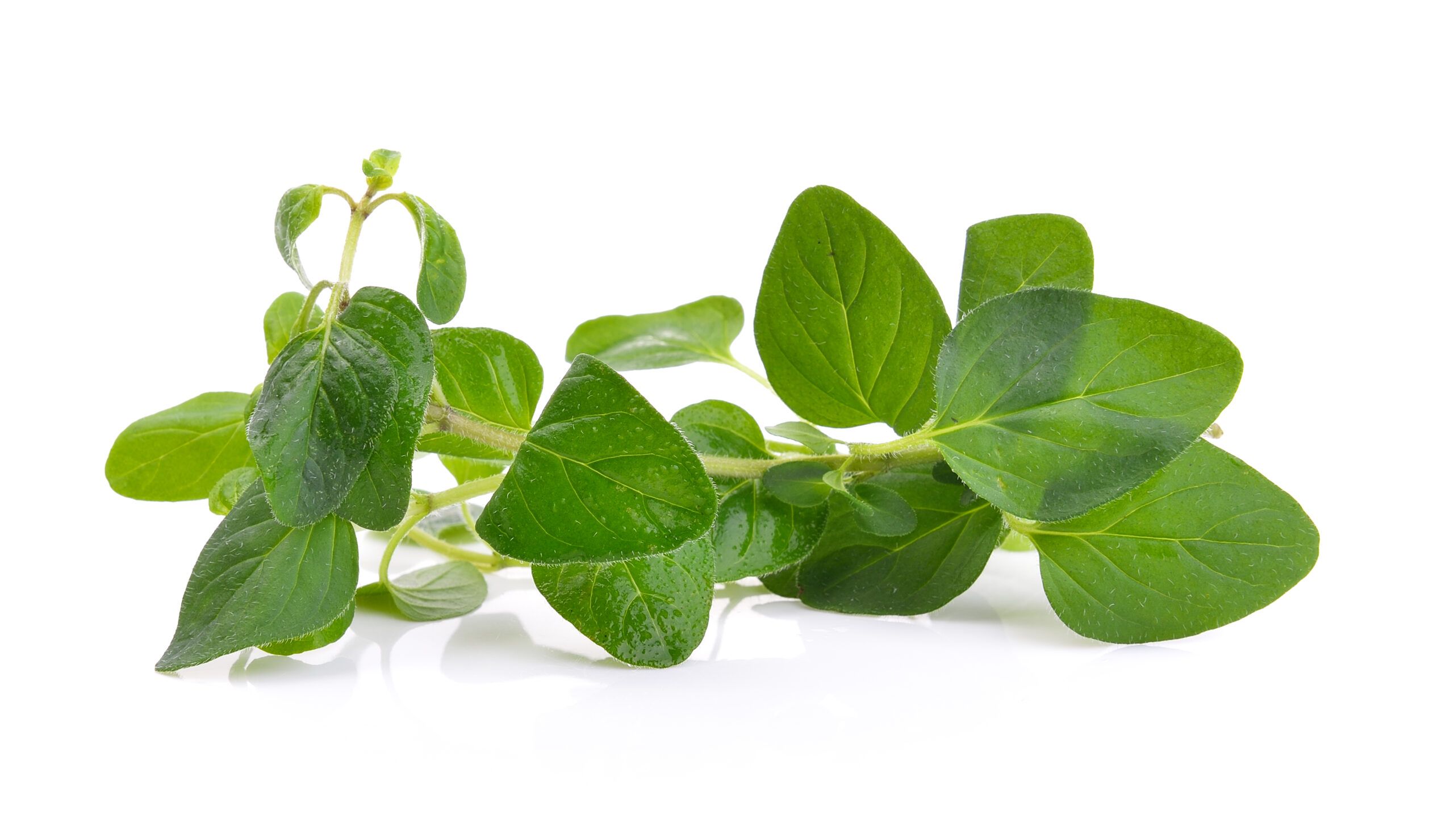 Oregano – beneficiile uleiului si alte 4 utilizari ale plantei