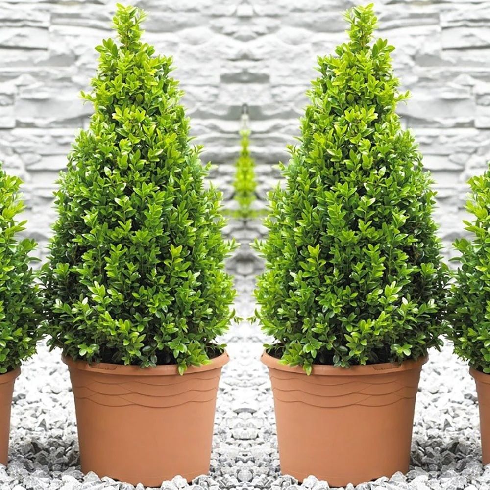 Buxus sempervirens – ce este si cum poate fi cultivat?