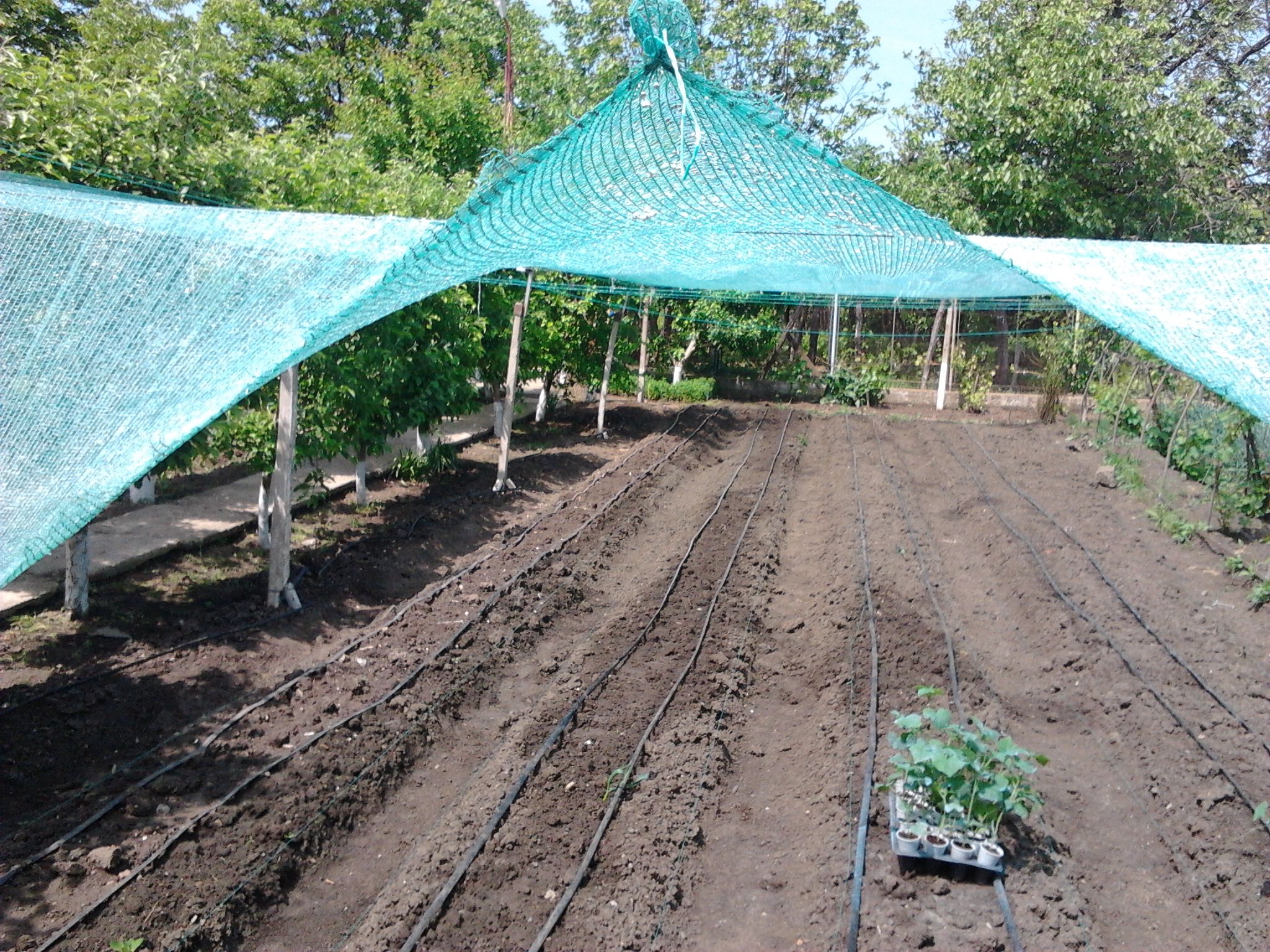 De ce au plantele nevoie de umbra?