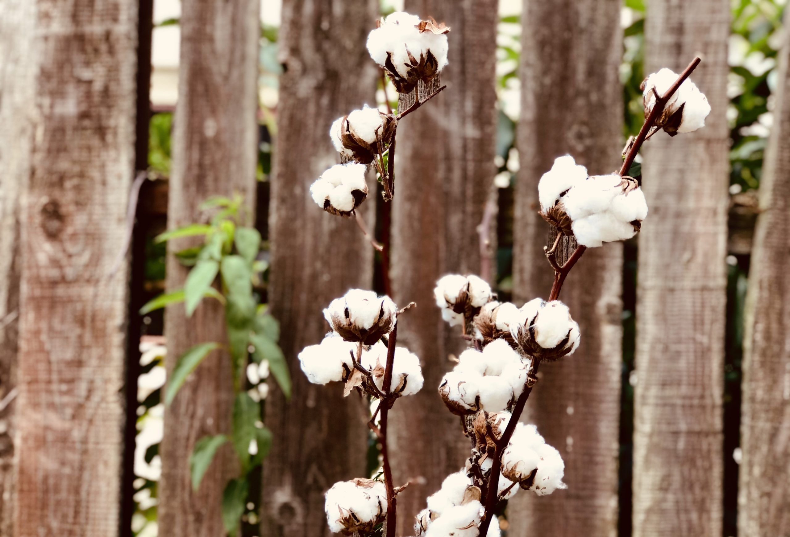 Ce este bumbacul organic si care sunt beneficiile sale?