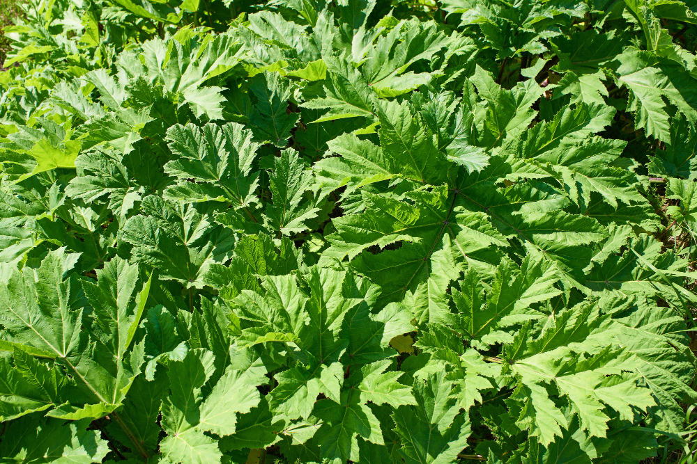 Top 10 remedii naturale pentru inrosirea pielii 7