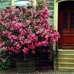 Ce este leandrul Nerium rosu? 5 beneficii ale acestei plante!