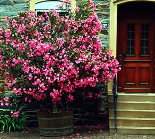 Ce este leandrul Nerium rosu? 5 beneficii ale acestei plante!