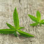 5 beneficii potentiale ale lamaitei 1