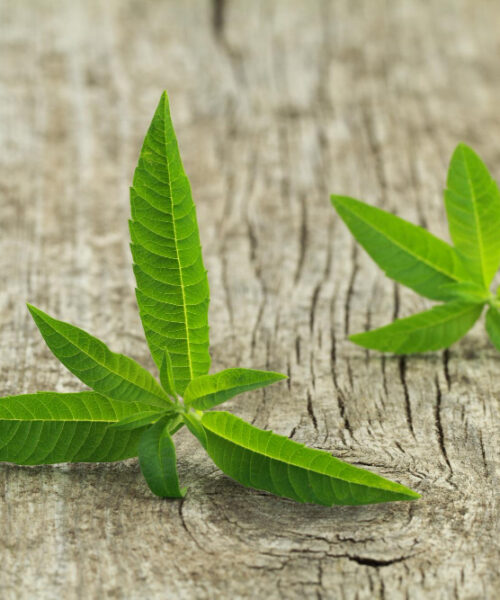 5 beneficii potentiale ale lamaitei