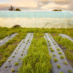 Cum te ajuta folia sa cultivi mai usor plantele