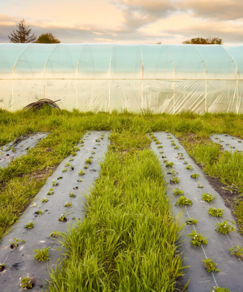 Cum te ajuta folia sa cultivi mai usor plantele?