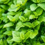 Ceai de roinița sau ceai de lemon balm: proprietăți și beneficii