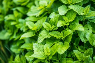 Ceai de roinița sau ceai de lemon balm: proprietăți și beneficii