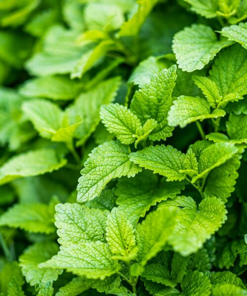 Ceai de roinița sau ceai de lemon balm: proprietăți și beneficii