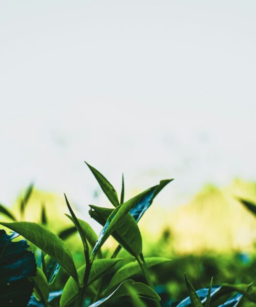 Ceremonia ceaiului în Japonia