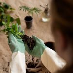 Cum alegi plantele pentru un sol nisipos