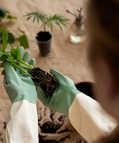 Cum alegi plantele pentru un sol nisipos?