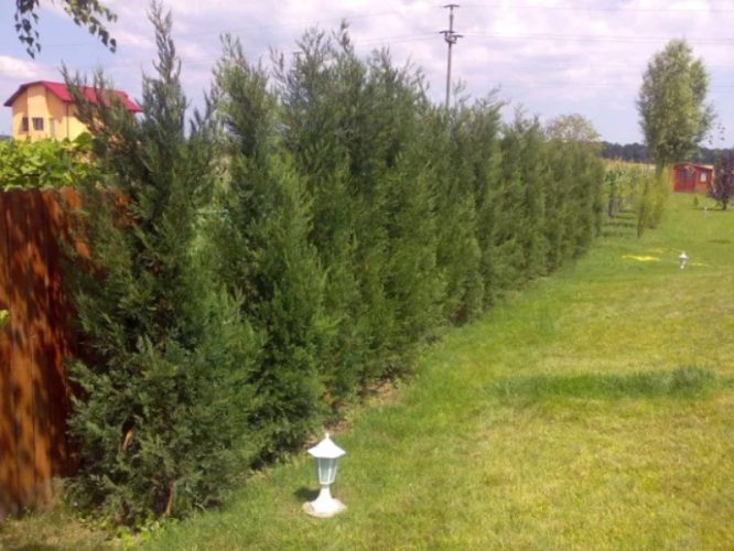 Cele mai populare specii de plante pentru garduri vii din România 1