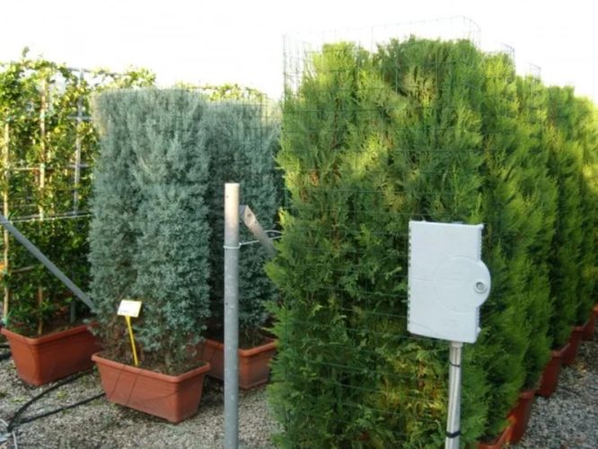 Cele mai populare specii de plante pentru garduri vii din România 2